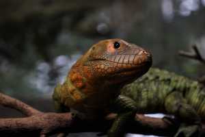 SINGAPORE ZOO (426)